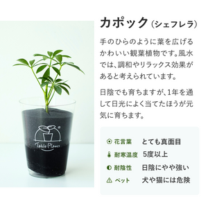 【風水効果あり！】テーブルプランツ(Table Plants) 2種セット ※土を使わない観葉植物