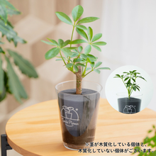 画像をギャラリービューアに読み込む, 【土を使わない観葉植物】テーブルプランツ(Table Plants) カポック
