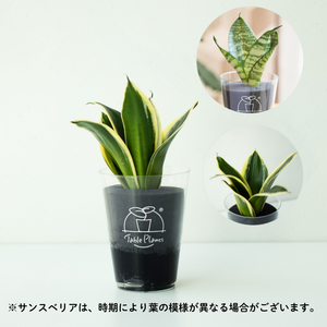 【風水効果あり！】テーブルプランツ(Table Plants) 2種セット ※土を使わない観葉植物