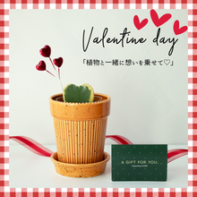 画像をギャラリービューアに読み込む, 【土を使わない観葉植物】テーブルプランツ（Table Plants）ハートホヤ バレンタイン鉢セット数量限定
