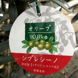 香川で育ったオリーブの木 8号 鉢カバーセット