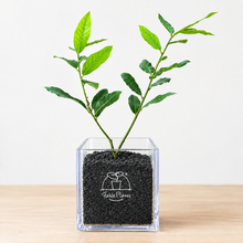 画像をギャラリービューアに読み込む, 【ボタニカルソイルCUBE観葉】テーブルプランツ(Table Plants) 月桂樹（ローリエ）
