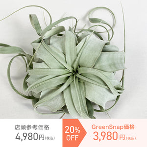 【限定21個】チランシア・キセログラフィカ 約直径15cm ※予約商品:12/29まで 出荷予定:1/10