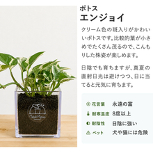 画像をギャラリービューアに読み込む, 【ボタニカルソイルCUBE観葉】テーブルプランツ(Table Plants CUBE)
