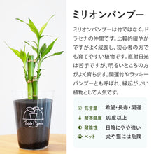 画像をギャラリービューアに読み込む, 【土を使わない観葉植物】テーブルプランツ(Table Plants) ミリオンバンブー
