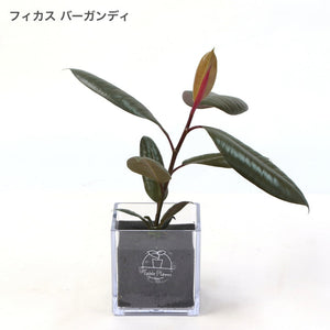 【土を使わない観葉植物】テーブルプランツ (Table Plants) フィカス(ゴムの木)