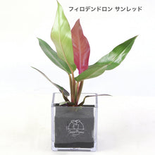 画像をギャラリービューアに読み込む, 【土を使わない観葉植物】テーブルプランツ(Table Plants CUBE) フィロデンドロン
