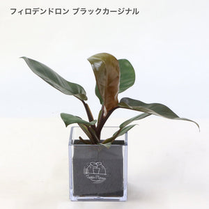 【土を使わない観葉植物】テーブルプランツ(Table Plants CUBE) フィロデンドロン