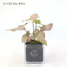 画像をギャラリービューアに読み込む, 【土を使わない観葉植物】テーブルプランツ キューブ(Table Plants CUBE) シンゴニウム
