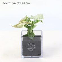 画像をギャラリービューアに読み込む, 【土を使わない観葉植物】テーブルプランツ キューブ(Table Plants CUBE) シンゴニウム
