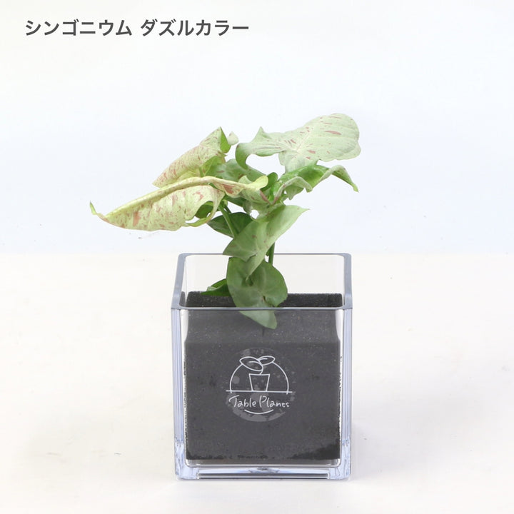 【土を使わない観葉植物】テーブルプランツ キューブ(Table Plants CUBE) シンゴニウム