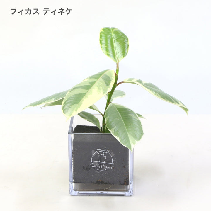 【土を使わない観葉植物】テーブルプランツ (Table Plants) フィカス(ゴムの木)
