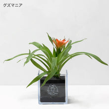 画像をギャラリービューアに読み込む, 【土を使わない観葉植物】テーブルプランツ(Table Plants) グズマニア
