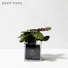 画像をギャラリービューアに読み込む, 【土を使わない観葉植物】テーブルプランツ キューブ(Table Plants CUBE) カラテア
