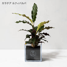 画像をギャラリービューアに読み込む, 【土を使わない観葉植物】テーブルプランツ キューブ(Table Plants CUBE) カラテア
