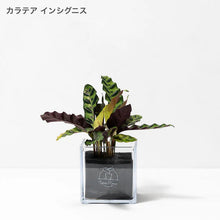 画像をギャラリービューアに読み込む, 【土を使わない観葉植物】テーブルプランツ キューブ(Table Plants CUBE) カラテア
