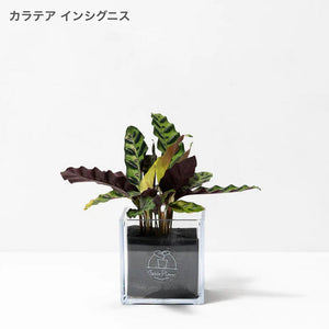 【土を使わない観葉植物】テーブルプランツ キューブ(Table Plants CUBE) カラテア