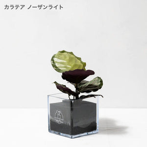 【土を使わない観葉植物】テーブルプランツ キューブ(Table Plants CUBE) カラテア