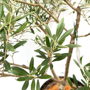 香川で育ったオリーブの木（ネバディロブランコ） 8号 鉢カバーセット