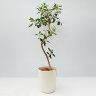 【一点物】フランスゴム(まがり) 8号 沖縄の観葉植物 高さ約140cm No.590