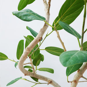 【一点物】フィカス・ベンガレンシス 8号 高さ約140cm 沖縄の観葉植物 No.549