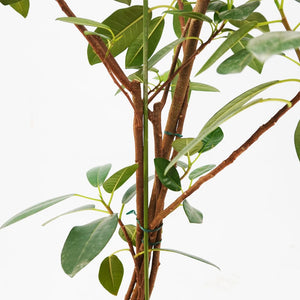 【一点物】フランスゴム(寄植え) 8号 沖縄の観葉植物 高さ約120cm No.F6