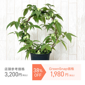 【限定46個】クレマチス・アンスンエンシス 4号 リング仕立て ※予約商品:11/10まで 出荷予定:12/6より