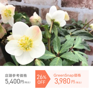 【限定28個】クリスマスローズ・ニゲル 3.5号 3ポットセット ※予約商品:11/17まで 出荷予定:11/22より