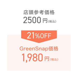 【限定42個】ピレア・ペペロミオイデス 4号 ※予約商品:2/9まで 出荷予定:2/11