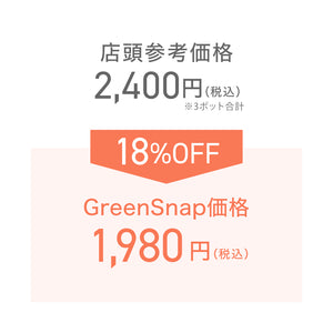 【限定40セット】オステオスペルマム・サニー フィリップ 3.5号 3ポットセット ※予約商品:2/16まで 出荷予定:2/28