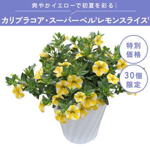 【限定30個】カリブラコア・スーパーベル'レモンスライス' 5号  ※予約商品:6/1まで 出荷予定:6/6　