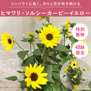 【限定48個】ヒマワリ・ソルシーカービーイエロー 5号