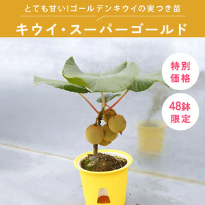 キウイ・スーパーゴールド 5号