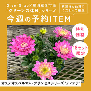 【限定18セット】オステオスペルマム・プリンセスシリーズ 'ティアラ' 3号 3ポットセット