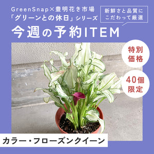 【限定40個】カラー・フローズンクイーン 5号 ※予約商品:12/15まで 出荷予定:12/20