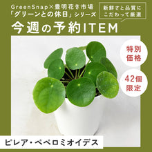 画像をギャラリービューアに読み込む, 【限定42個】ピレア・ペペロミオイデス 4号 ※予約商品:2/9まで 出荷予定:2/11
