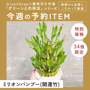 【限定34個】ミリオンバンブー(開運竹) 3段タワー仕立て 4号 ※予約商品:12/15まで 出荷予定:12/20　