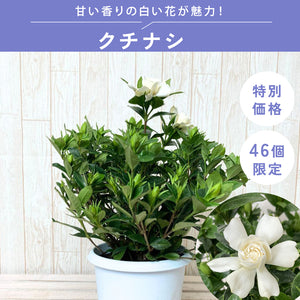 【限定46個】クチナシ 5号