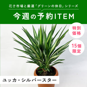 【限定15個】ユッカ・シルバースター 7号 ※予約商品:3/30まで 出荷予定:4/4