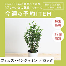 画像をギャラリービューアに読み込む, 【限定32個】フィカス・ベンジャミン バロック 5号 ※予約商品:11/24まで 出荷予定:11/29
