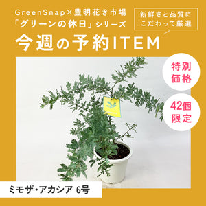 【限定42個】ミモザ・アカシア 6号 ※予約商品:3/16まで 出荷予定:3/21