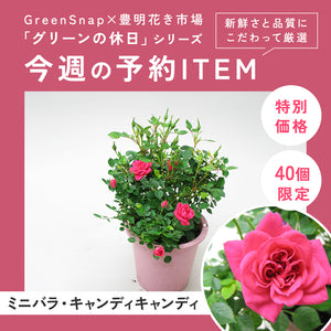 【限定40個】ミニバラ・キャンディ キャンディ 4.5号 ※予約商品:3/9まで 出荷予定:3/14