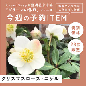 【限定28個】クリスマスローズ・ニゲル 3.5号 3ポットセット ※予約商品:11/17まで 出荷予定:11/22より
