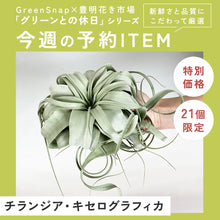 画像をギャラリービューアに読み込む, 【限定21個】チランシア・キセログラフィカ 約直径15cm ※予約商品:12/29まで 出荷予定:1/10
