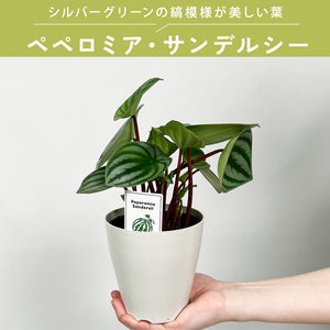 【限定48個】ペペロミア・サンデルシー（スイカぺぺ） 4号