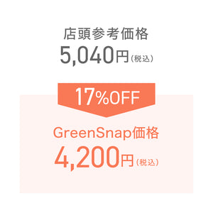 【限定40個】2種の実付きブルーベリー（マザーベリー）5号