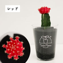 画像をギャラリービューアに読み込む, 【土を使わないサボテン】テーブルプランツ(Table Plants)ヒボタン(緋牡丹)
