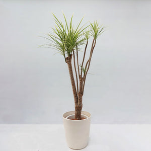 【一点物】ドラセナコンシンネ・ホワイボリー 8号 高さ約130cm 沖縄の観葉植物 No.216