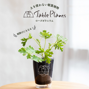【土を使わないハーブ】蚊除けに！テーブルプランツ(Table Plants) ローズゼラニウム ※数量限定