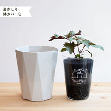 画像をギャラリービューアに読み込む, 【土を使わないハーブ】しそ(紫蘇)　Table Plants(テーブルプランツ)
